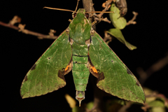 Euchloron megaera