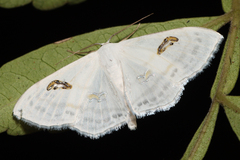 Problepsis digammata