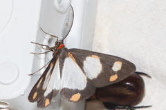 Terina charmione