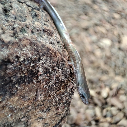 Siamese Supple Skink, Lygosoma siamense