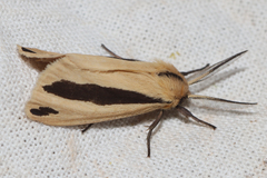 Epilacydes