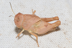 Humbe tenuicornis
