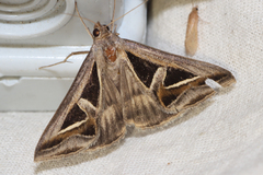 Trigonodes exportata