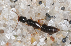 Leptacinus