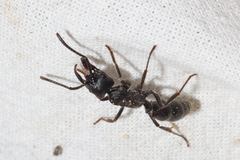 Paltothyreus tarsatus