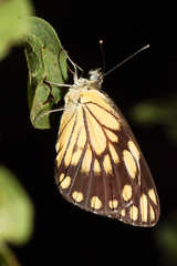 Belenois creona