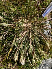 Deschampsia pusilla