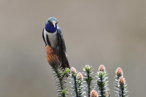 Blue-throated Hillstar (Oreotrochilus cyanolaemus), photo 9
