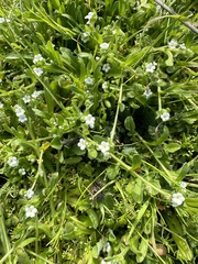 Plagiobothrys collinus