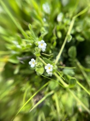 Plagiobothrys collinus