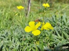 Apis mellifera