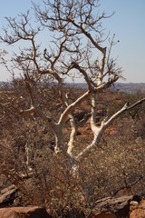 Ficus tettensis
