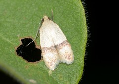 Odites kollarella