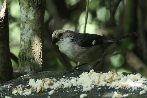 Pale-headed Brushfinch (Atlapetes pallidiceps), photo 2