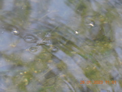 Aquarius adelaidis