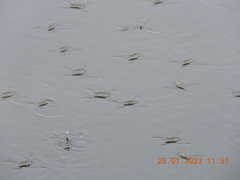 Aquarius adelaidis