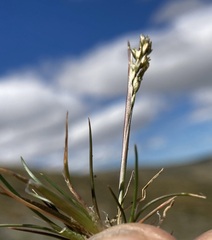 Deschampsia pusilla