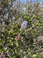 Ceanothus tomentosus