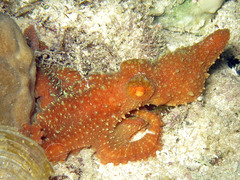 Callistoctopus luteus