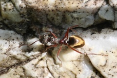 Dolichoderus extensispinus