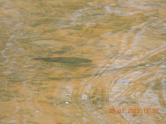 Oreochromis mossambicus