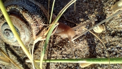 Otala punctata