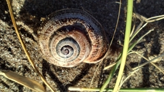 Otala punctata