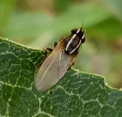 Poecilohetaerus aquilus