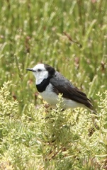 Epthianura albifrons