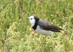 Epthianura albifrons