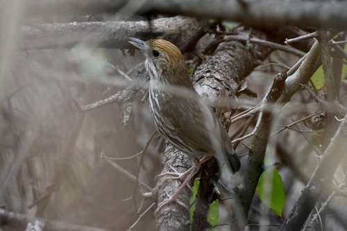 Watkins's Antpitta (Grallaria watkinsi), photo 3