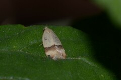 Odites kollarella