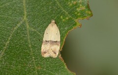 Odites kollarella