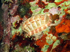 Polyplacophora