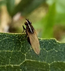 Poecilohetaerus aquilus