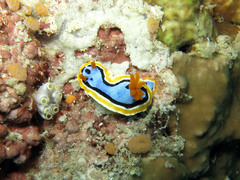 Chromodoris annae