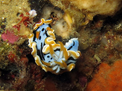 Chromodoris michaeli