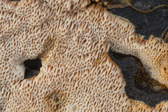 Ceriporia purpurea