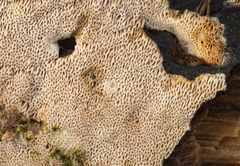 Ceriporia purpurea