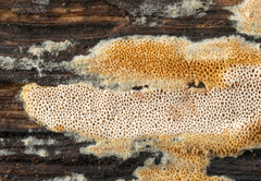Ceriporia purpurea