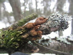 Hypocreopsis lichenoides