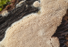 Ceriporia purpurea