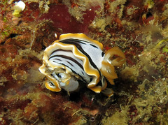 Chromodoris michaeli