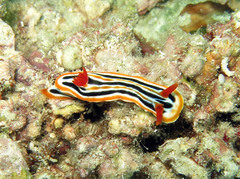 Chromodoris colemani