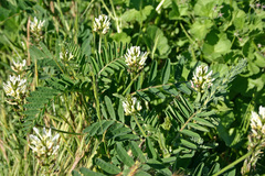 Astragalus boeticus