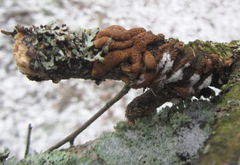 Hypocreopsis lichenoides