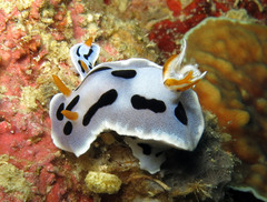 Chromodoris dianae