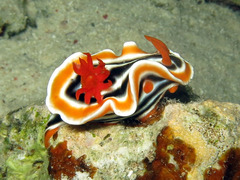 Chromodoris magnifica