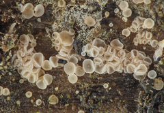 Cistella dentata