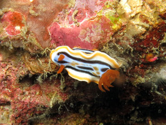 Chromodoris colemani